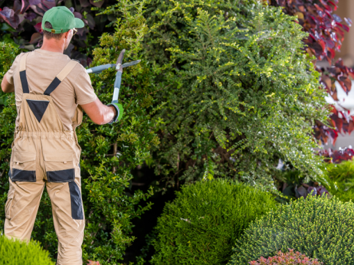 What to look out for when choosing an NDIS gardener? What to look out for when choosing an NDIS gardener?