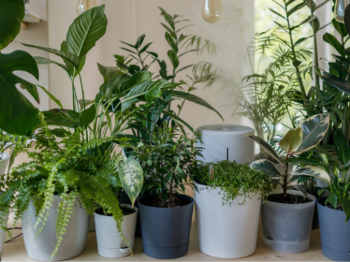 The power of plants: Why indoor plants are important in your home The power of plants: Why indoor plants are important in your home