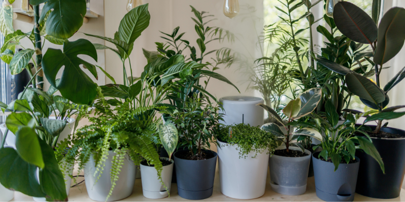 The power of plants: Why indoor plants are important in your home