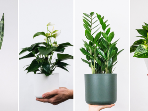 5 ways to know that it’s time to repot your plants 5 ways to know that it’s time to repot your plants