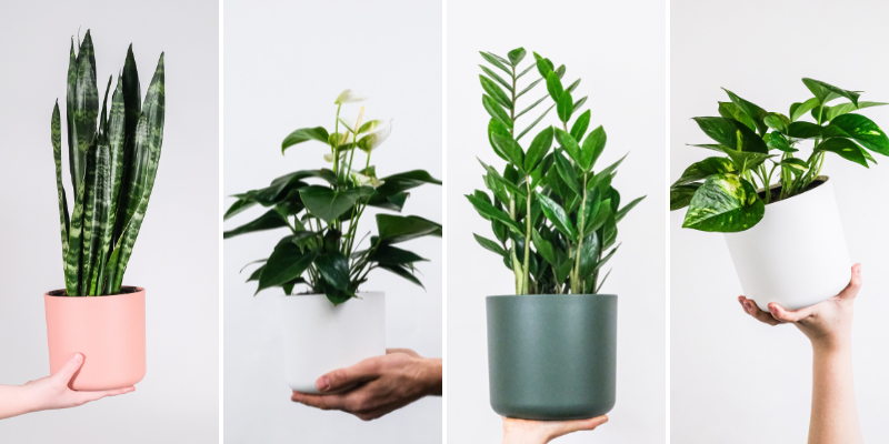 5 ways to know that it’s time to repot your plants
