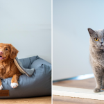 Best ways to keep your home clean when living with pets