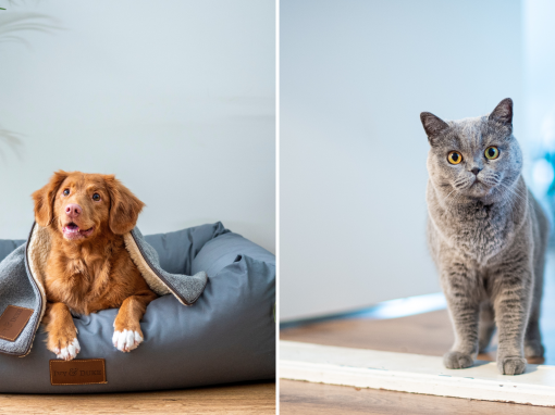 Best ways to keep your home clean when living with pets Best ways to keep your home clean when living with pets