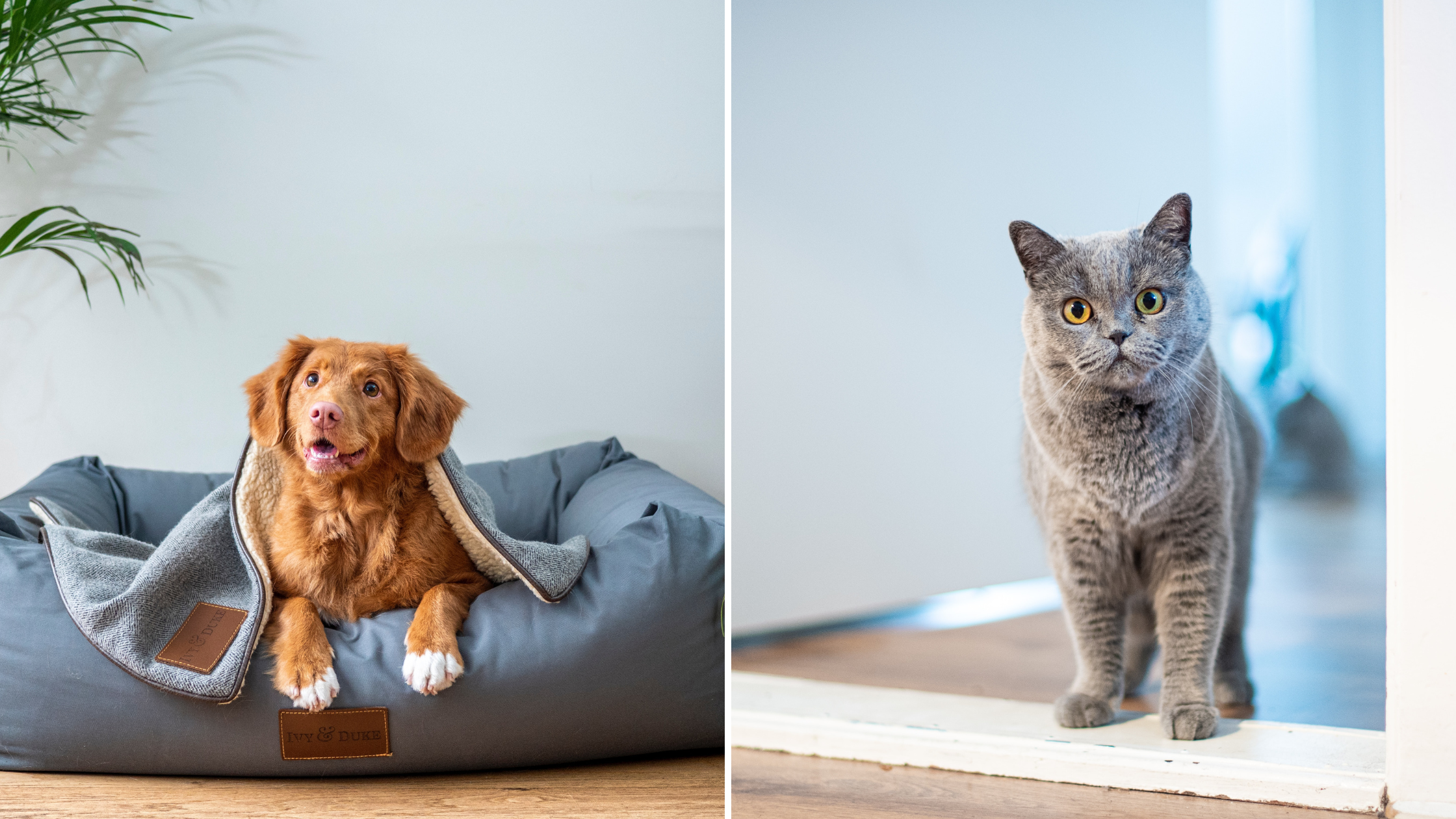 Best ways to keep your home clean when living with pets