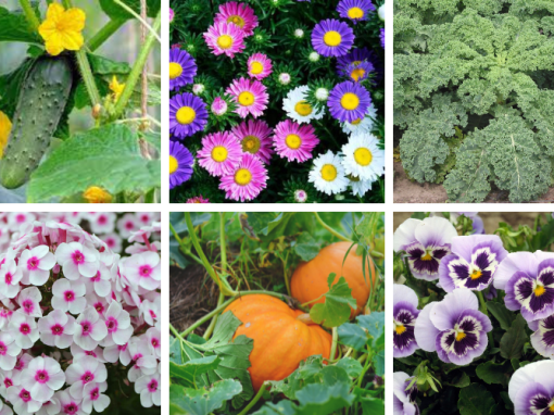 Seasonal Gold Coast Planting Guide – All Year Seasonal Gold Coast Planting Guide – All Year