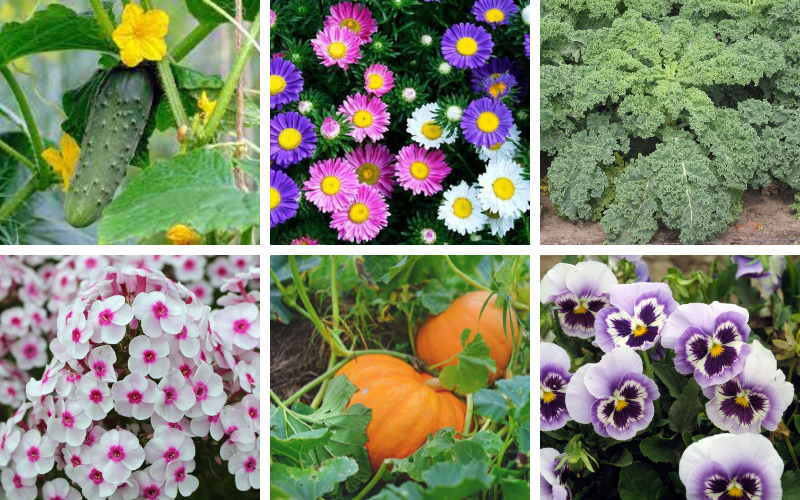 Seasonal Gold Coast Planting Guide – All Year