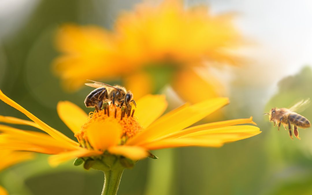 Benefits of Attracting Bees to Your Garden