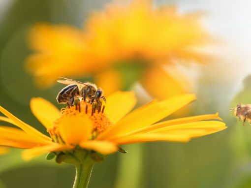 Benefits of Attracting Bees to Your Garden Benefits of Attracting Bees to Your Garden