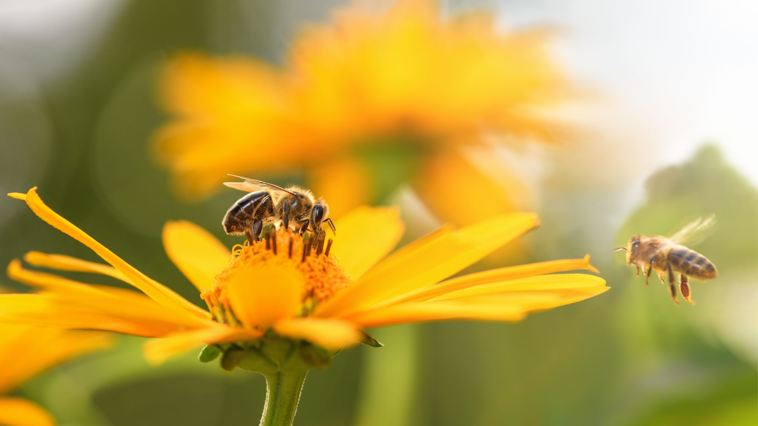 Benefits of Attracting Bees to Your Garden