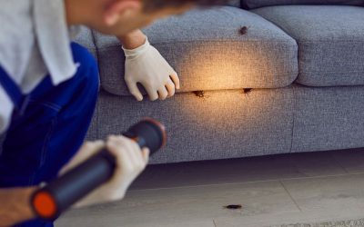 Keeping Your Home Safe: Tips for Managing Pests for NDIS Participants