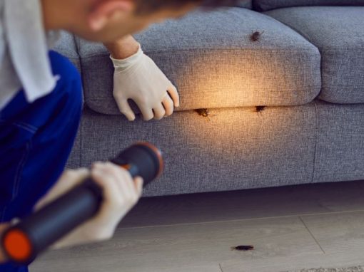 Keeping Your Home Safe: Tips for Managing Pests for NDIS Participants Keeping Your Home Safe: Tips for Managing Pests for NDIS Participants